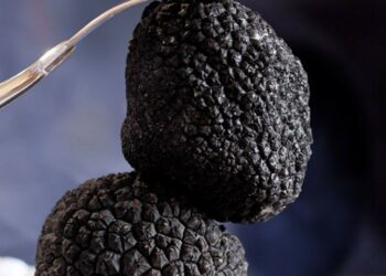Nấm Cục Truffle Hungary – Kim cương của ẩm thực thế giới