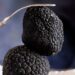 Nấm Cục Truffle Hungary – Kim cương của ẩm thực thế giới